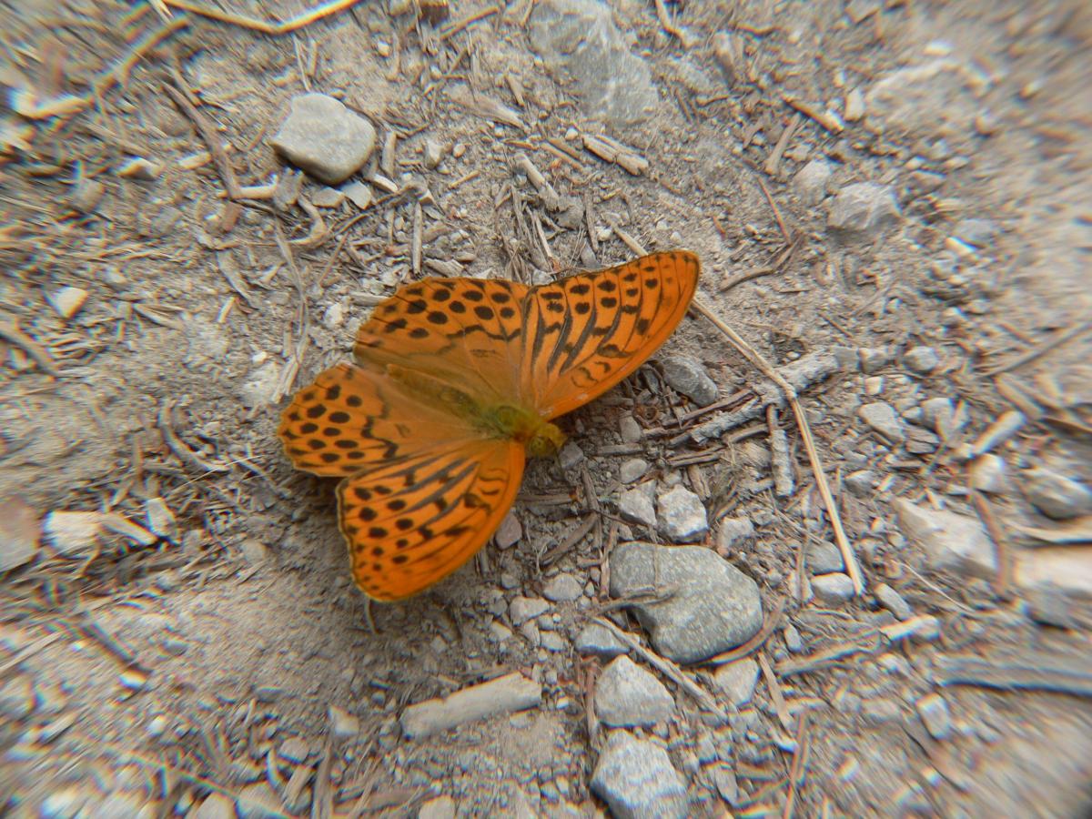 Pandoriana pandora? - Argynnis (Argynnis) paphia